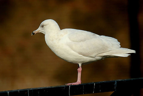 Glaucous Gull Spotted in Amsterdam (sloten) among other gulls, impossible to over look, he was twice as big as the other gulls. Fall,Geotagged,Glaucous gull,Larus hyperboreus,Netherlands