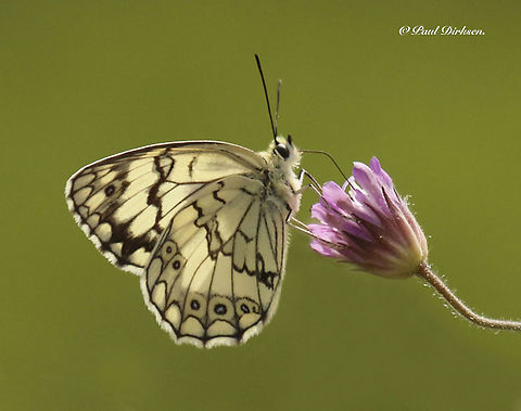 Balkan marbled white Photo is made at the Perasma reservoir near Petra on the Island of Lesvos Greece Balkan marbled white,Melanargia larissa