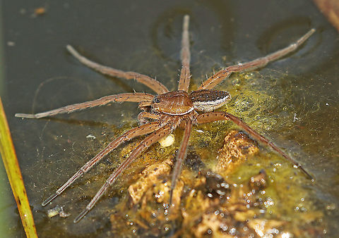 Raft spider If you see 'water soldier' Stratiotes aloides, you can find de 'Raft spider' a hunter that can 'walk' on water. took this foto in the Weerribben province Overijssel in the Netherlands Dolomedes fimbriatus,Raft spider
