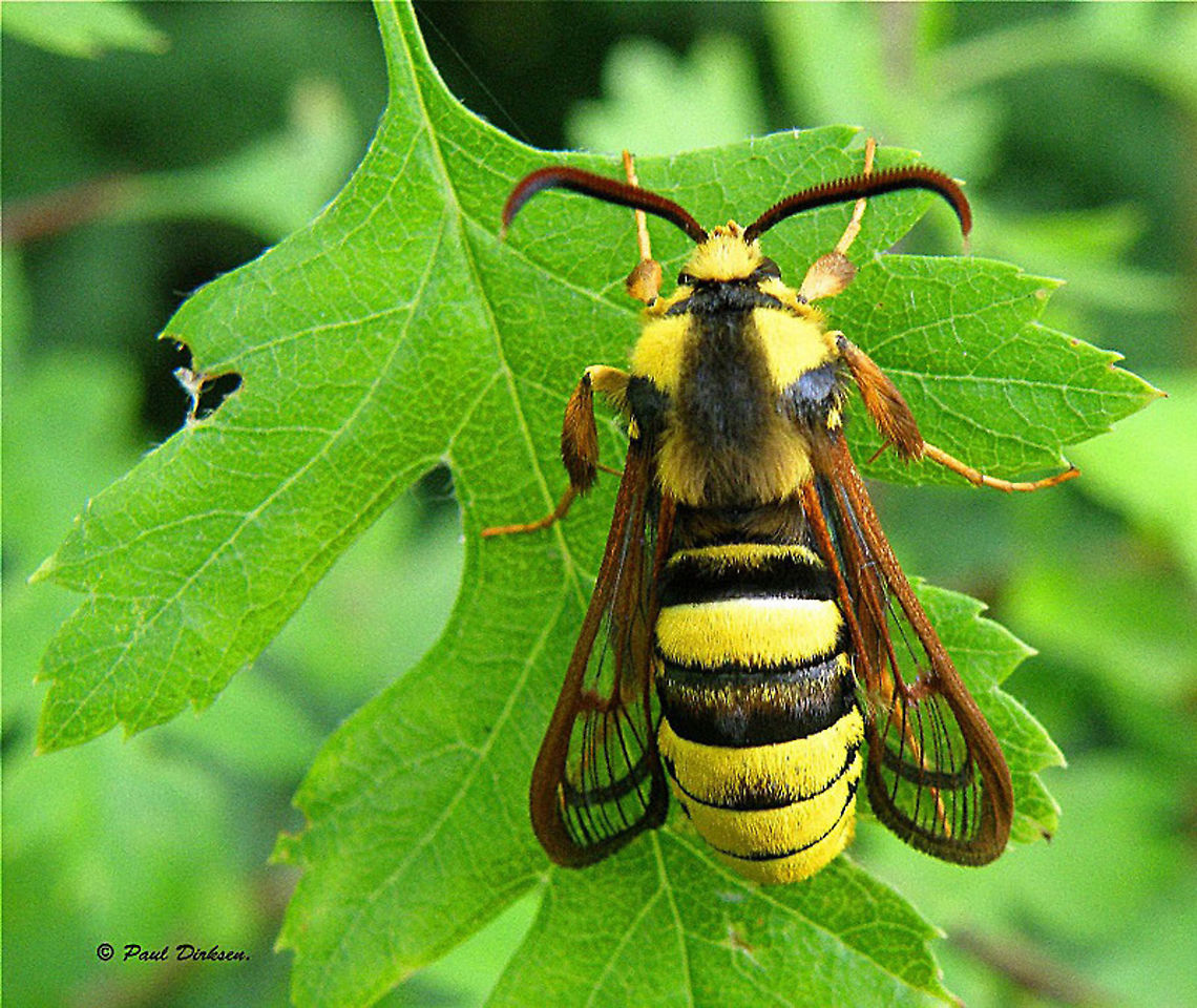 Hornet moth Found this beauty some time back on a populus tree, close to my house.<br />
note: the leaf is not a populusleaf. Geotagged,Hornet moth,Netherlands,Sesia apiformis,Summer