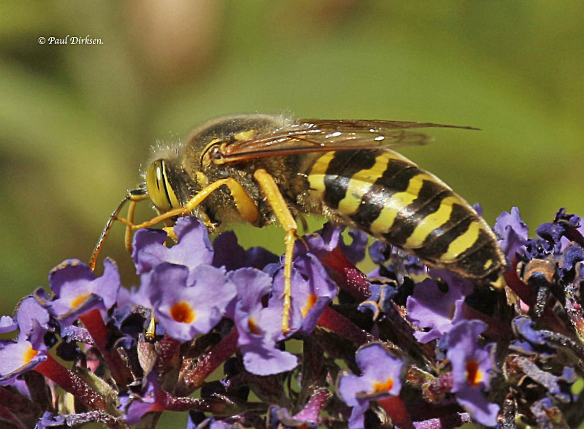 Common European Sand Wasp Found this one near the dunes close to the north-sea on the west-side of the Netherlands, Meyendel-Wassenaar. Bembix rostrata