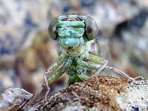 Dragonfly close-up  Gomphus flavipes On a riverbank near Poederoijen the Netherlands I found this alien.
this is a rare specimen in our country . Geotagged,Netherlands,Spring