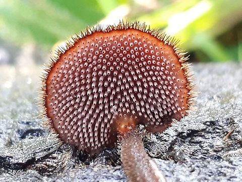 pinecone mushroom", the "cone tooth", "pine cone tooth", or the "ear-pick fungus". Gray called it the "common earpick-stool"; You can find them on pine cones that fall on the ground, and buried half way down the soil Auriscalpium vulgare,Geotagged,Netherlands,Pinecone mushroom