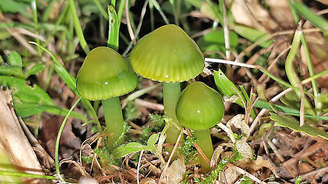 Parrot toadstool You can find this beauty on untouched grasslands , I found these in my hometown. Geotagged,Gliophorus psittacinus,Netherlands