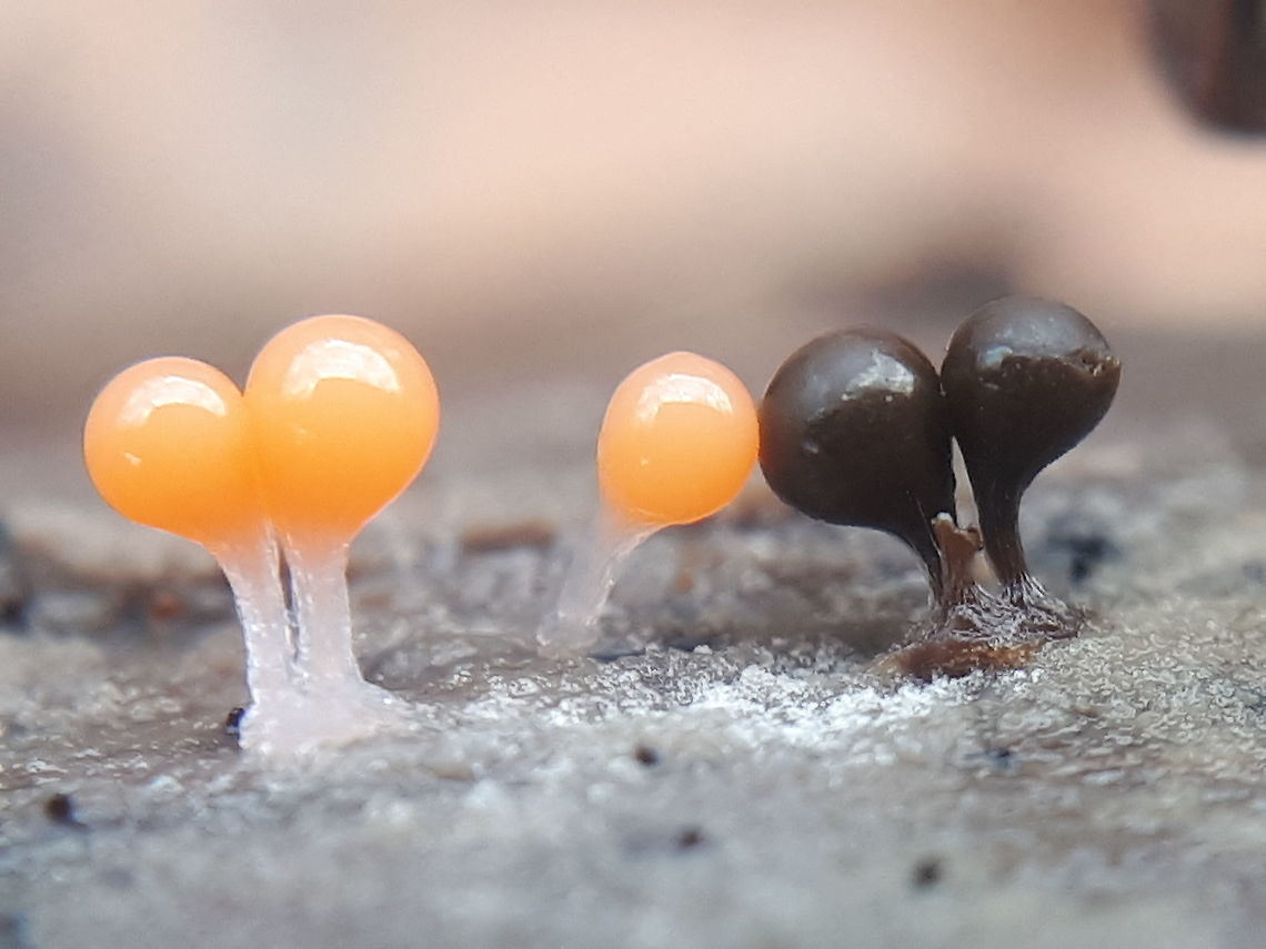 close-up original seize is about 2 mm, you can find this specimen on rotten wood. Geotagged,Netherlands,Trichia decipiens,Winter