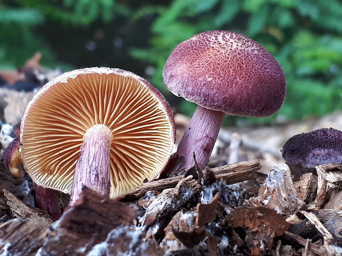 Magenta Rustgill mushroom New find for the Netherlands in 2018, this one is found in numbers on chip piles. Geotagged,Gymnopilus delepis,Gymnopilus dilepis,Netherlands,Summer