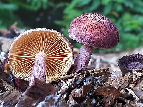 Gymnopilus delepis