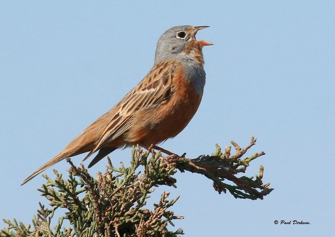 Cretzschmar's Bunting. Spotted this bird at the petrified forest on the Island of Lesvos Greece, this is the male, and sings his little heart out. Cretzschmar's bunting,Emberiza caesia,Geotagged,Greece,Spring