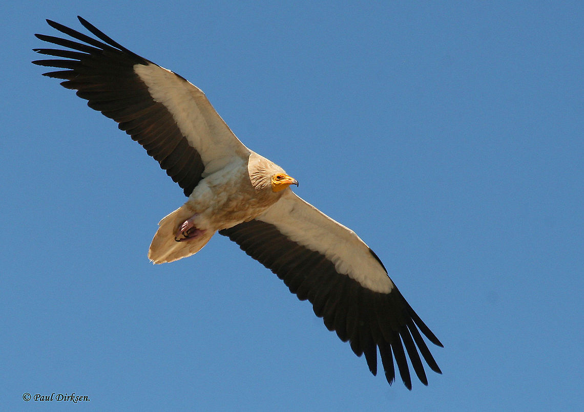 Egyptian vulture Took this photo in Extremadura Central Spain,  Egyptian Vulture,Geotagged,Neophron percnopterus,Spain,Spring