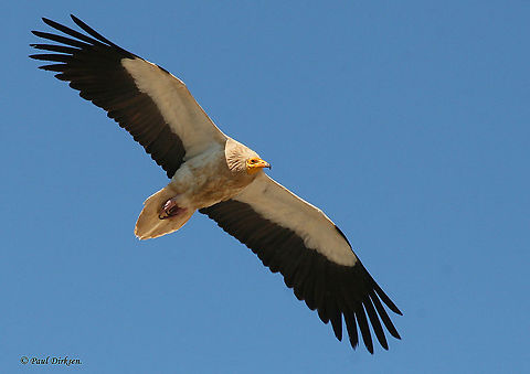 Egyptian vulture Took this photo in Extremadura Central Spain,  Egyptian Vulture,Geotagged,Neophron percnopterus,Spain,Spring