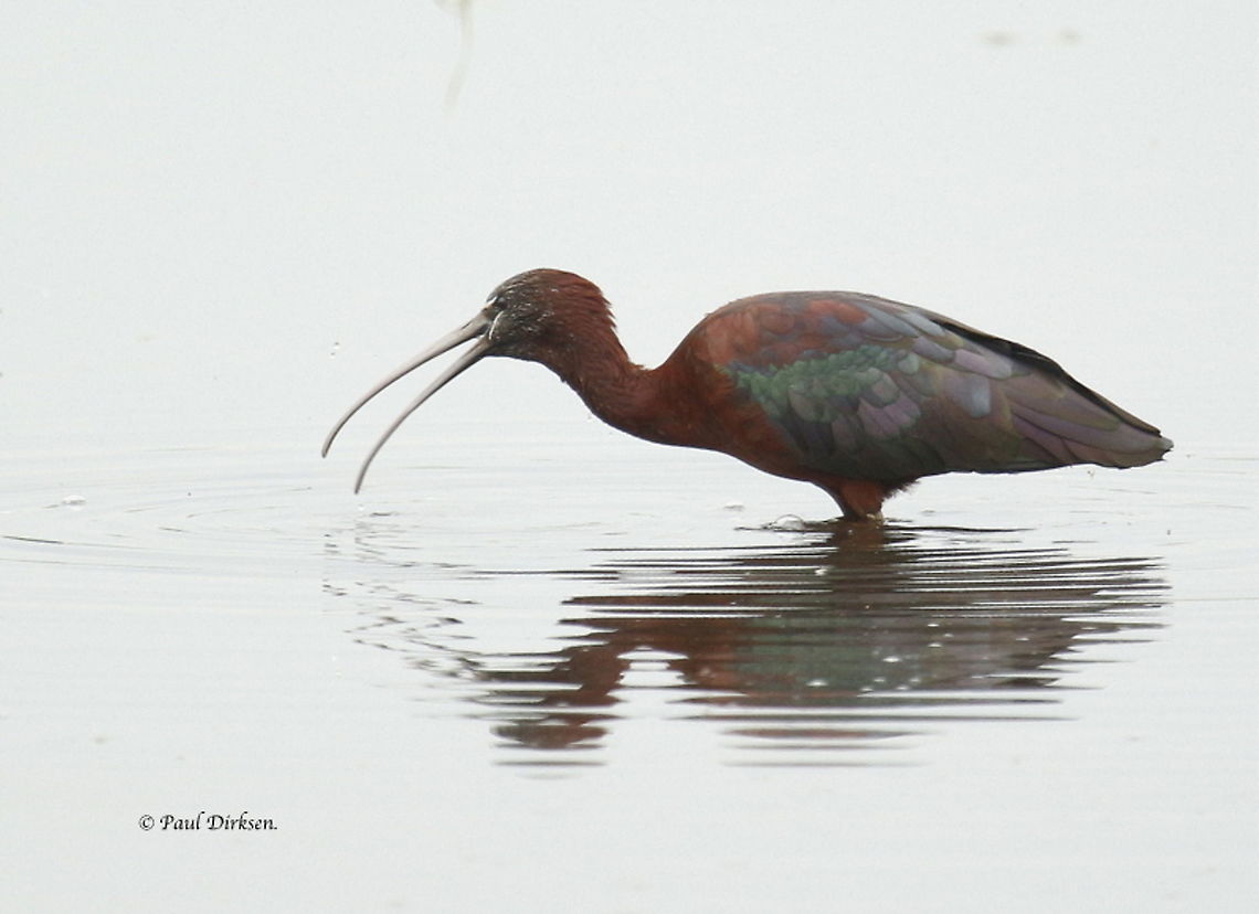 Glossy Ibis Spotted this bird at Mesa on the Island of Lesvos Greece Geotagged,Glossy Ibis,Greece,Plegadis falcinellus,Spring
