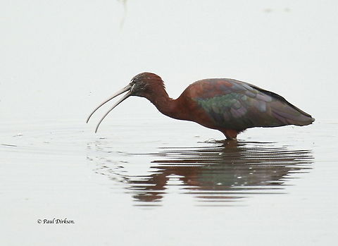 Glossy Ibis Spotted this bird at Mesa on the Island of Lesvos Greece Geotagged,Glossy Ibis,Greece,Plegadis falcinellus,Spring