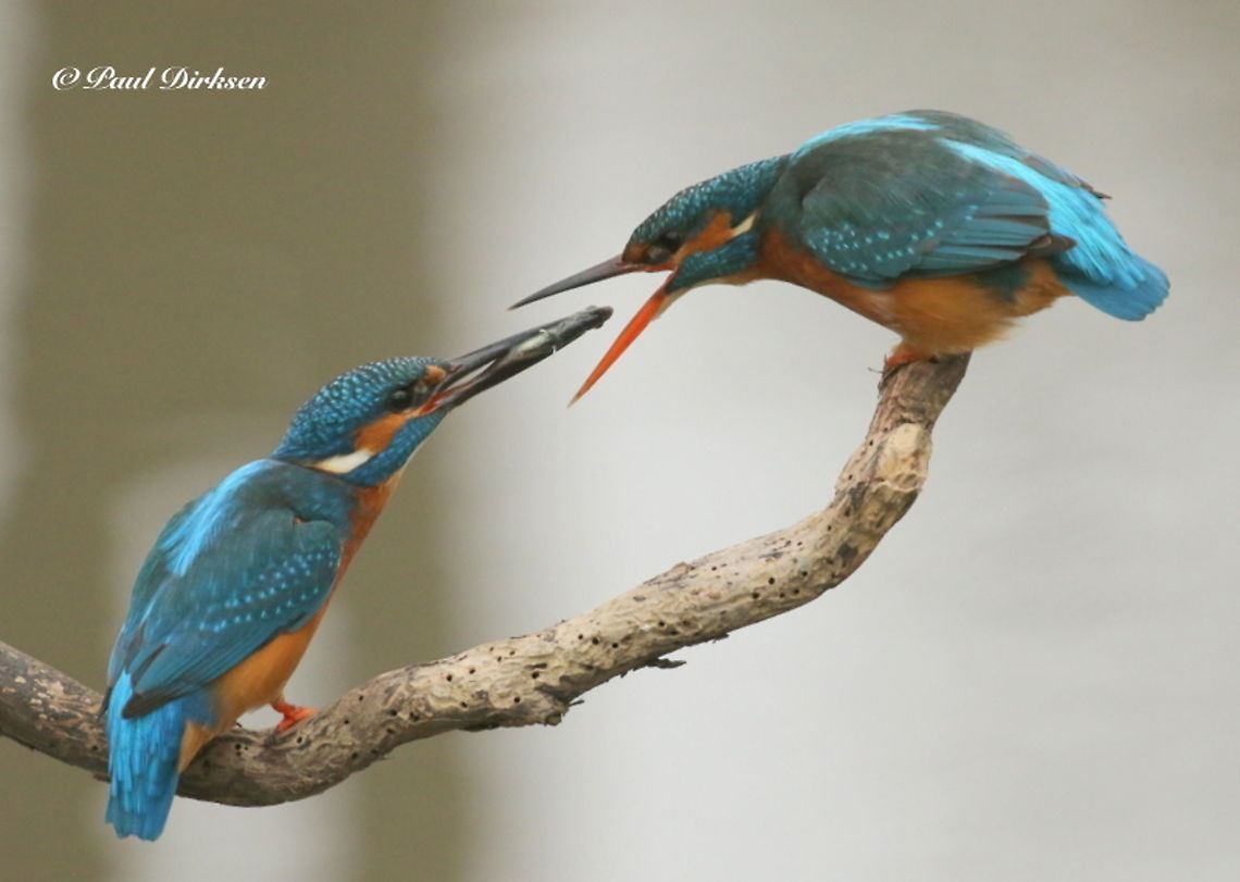 Common kingfisher Took this photo from a little hide, in a park near a castle , The male offers the female a fish to show his devotion to her. Alcedo atthis,Common Kingfisher,Geotagged,Netherlands,Winter