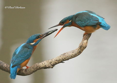 Common kingfisher Took this photo from a little hide, in a park near a castle , The male offers the female a fish to show his devotion to her. Alcedo atthis,Common Kingfisher,Geotagged,Netherlands,Winter