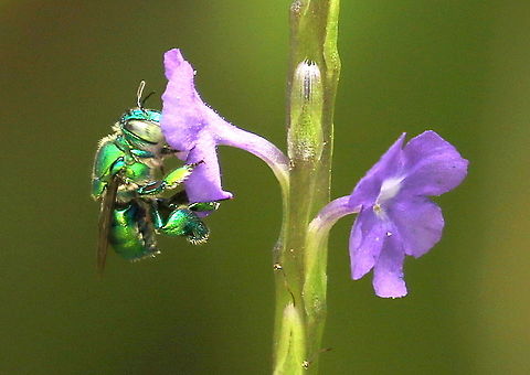 Green orchid bee Took this photo in Lelydorp distr. Wanica in Suriname. Euglossa dilemma,Geotagged,Spring,Suriname