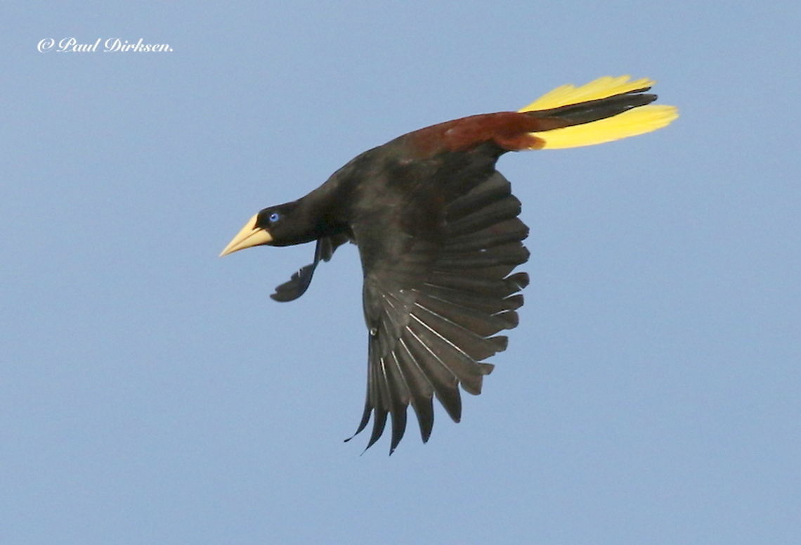 Crested oropendola These bird flew over our backyard every day when we stayed in Suriname Crested oropendola,Psarocolius decumanus