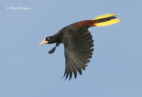 Crested oropendola These bird flew over our backyard every day when we stayed in Suriname Crested oropendola,Psarocolius decumanus