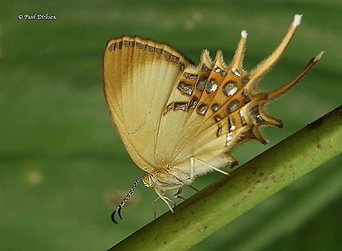 Helicopus cupido Found this beauty at the plantage Peperpot distr. Commewijne Suriname  Geotagged,Helicopis cupido,Spangled cupid,Spring,Suriname