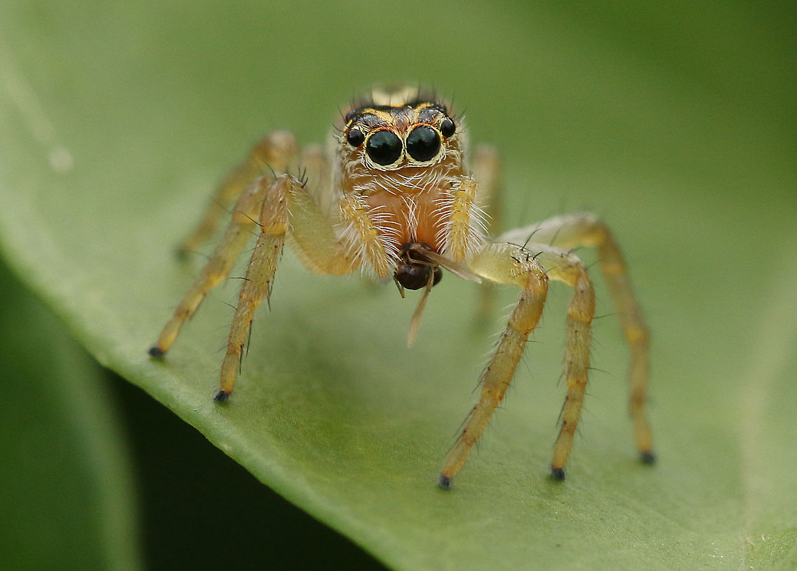 Jumping spider Saw this little one on a leaf in my back yard, he almost asked &#039; can you take my photo plz&#039; Colonia colonus,Long-tailed tyrant