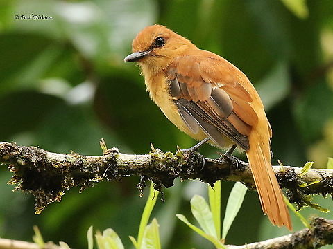 Cinnamon Attila This Attila specimen came back every time when I whistled, I found him in the jungle at Nieuwzorg distr. Commewijne Suriname Attila cinnamomeus,Cinnamon attila,Geotagged,Spring,Suriname
