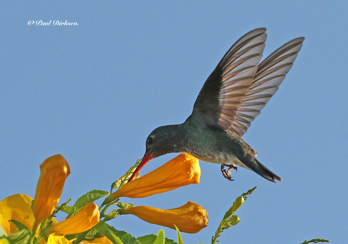 Glittering-throated Emerald The shutter speed of my camera was pretty high, and for that reason the wings are frozen in action. Paramaribo Suriname. Amazilia fimbriata,Geotagged,Glittering-throated emerald,Spring,Suriname