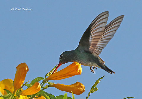 Glittering-throated Emerald The shutter speed of my camera was pretty high, and for that reason the wings are frozen in action. Paramaribo Suriname. Amazilia fimbriata,Geotagged,Glittering-throated emerald,Spring,Suriname