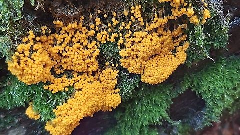Slime mold. Found this one on a dead beech, it starts as a plasmodia, and ends as minature grapes. (gray-blue) Badhamia utricularis,Geotagged,Netherlands