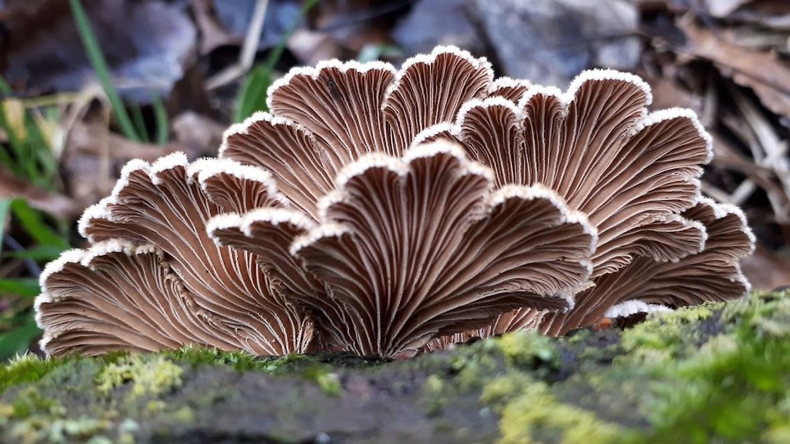 Schizophyllum commune The Dutch name for this gorgeous fungi is &#039; Waaiertje&#039;  you can find it all over the World, except on Antarctica  Geotagged,Netherlands,Schizophyllum commune