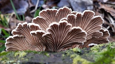 Schizophyllum commune The Dutch name for this gorgeous fungi is ' Waaiertje'  you can find it all over the World, except on Antarctica  Geotagged,Netherlands,Schizophyllum commune