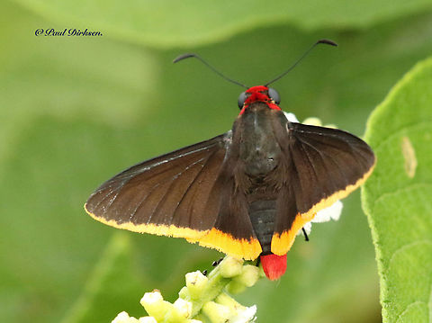 Yellow-edged firetip,  Pyrrhopyge amyclas I found the butterfly at Kwatta Paramaribo Suriname, possibly a rare one, because I'v seen only one of them in 21 days. Pyrrhopyge amyclas,Yellow-edged firetip
