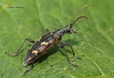 Two banded longhorn beetle You can find them on old pine tree-stumps, the leaf is for better contrast. Geotagged,Netherlands,Rhagium bifasciatum,Spring