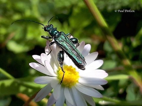 Swollen thighed beetle This colorful beetle is about 15 mm, this is a male and came just out of the gym . Oedemera nobilis