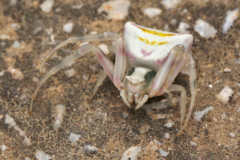 Flower crab spider Found this colorful spider at Kavaki Lesvos Greece, seize is about 15 mm. Geotagged,Greece,Spring,Thomisus onustus