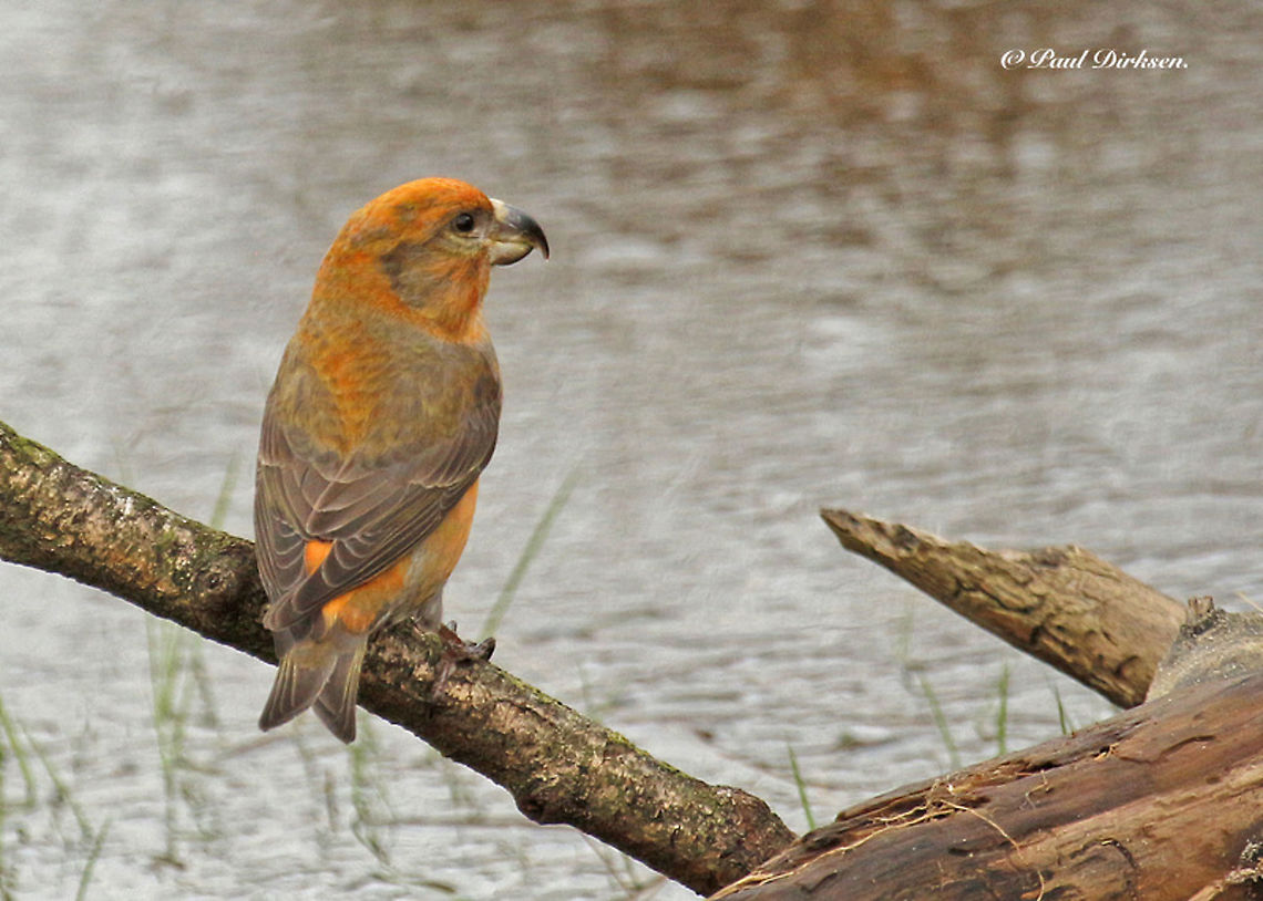 Parrot crossbill One of our Winter guests, invasion bird, Heidestein Zeist, the Netherlands. this is a male, the female is pale yellow. Geotagged,Loxia pytyopsittacus,Netherlands,Parrot crossbill,Winter