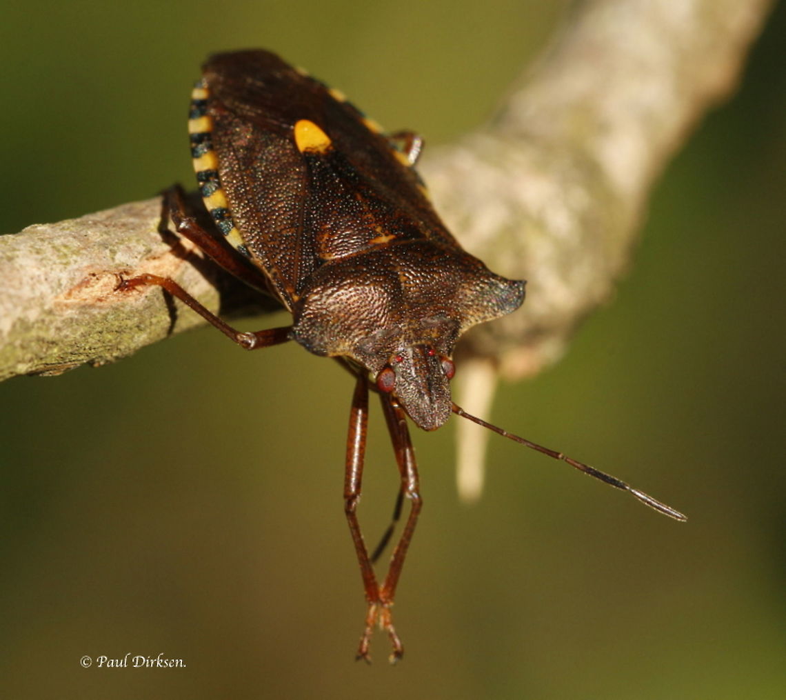 Red footed tree stink bug Found this one on a populustwig doing his gymnastics. Forest bug,Geotagged,Netherlands,Pentatoma rufipes,Summer