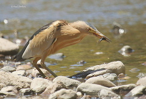 Little Bittern vs tadpole Took this photo at the upper-ford close to Sigri on the Island of Lesvos Greece Ixobrychus minutus,Little Bittern