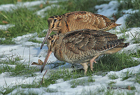 Couple of Woodcocks Through a tip from a birdwatcher I found this nice couple , quite rare in the Netherlands. Eurasian woodcock,Geotagged,Netherlands,Scolopax rusticola,Winter