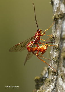 Huge female giant ichneumon wasp,  Megarhissa vagatoria Laying her eggs in a birch. location Leersum the Netherlands. Megarhyssa vagatoria