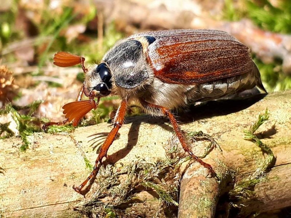 The cockchafer beetle Also known as the May beetle , referring to his antenna, this is a male. Common cockchafer,Geotagged,Melolontha melolontha,Netherlands,Spring