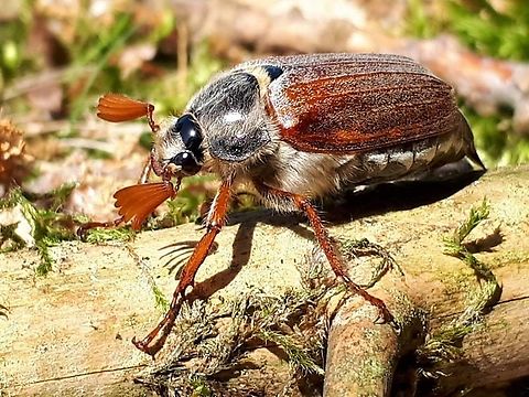 The cockchafer beetle Also known as the May beetle , referring to his antenna, this is a male. Common cockchafer,Geotagged,Melolontha melolontha,Netherlands,Spring