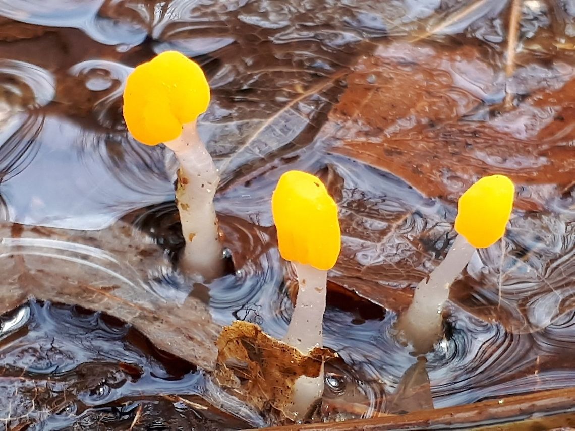 Can't find an English name for this one. You can find these mushrooms on oak leaves in springwater in mixed forests Geotagged,Mitrula paludosa,Netherlands,Spring