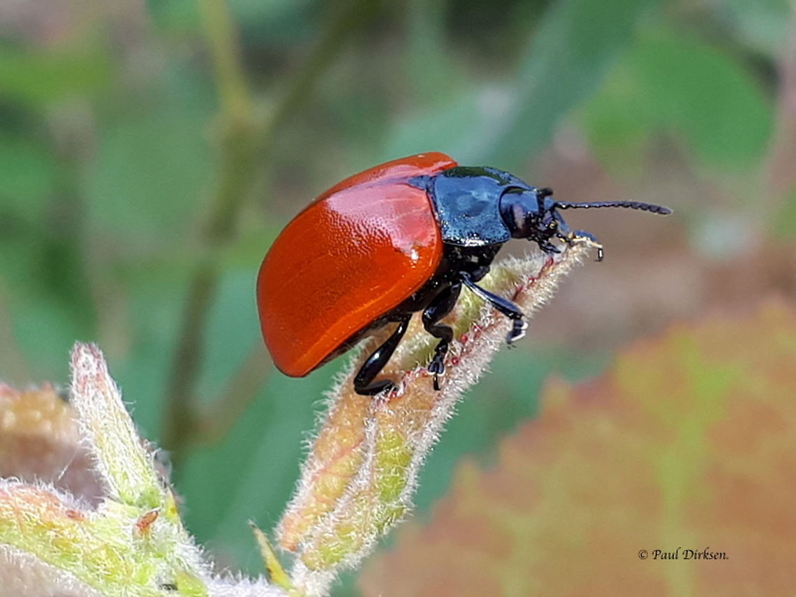 Red Poplar Leaf Beetle love the contrast black and screaming red, and so easy to take a photo of.<br />
location: Vikinghof in my hometown Wijk bij Duurstede the Netherlands Chrysomela populi,Geotagged,Netherlands,Summer