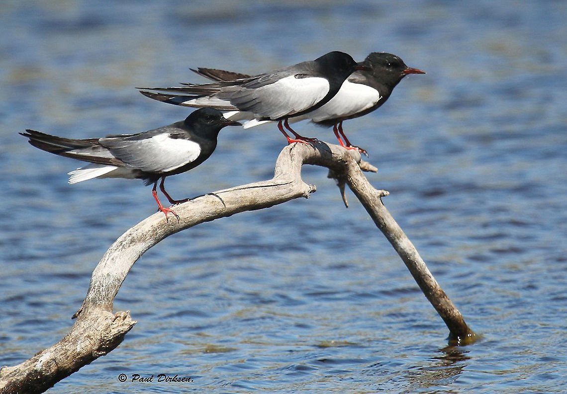 White winged tern Took this photo at Mesa, on the beautiful Island of Lesvos Greece. usual they fly, but some times they get tired. Chlidonias leucopterus,Geotagged,Greece,Spring,White-winged tern