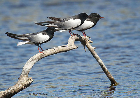 White winged tern Took this photo at Mesa, on the beautiful Island of Lesvos Greece. usual they fly, but some times they get tired. Chlidonias leucopterus,Geotagged,Greece,Spring,White-winged tern