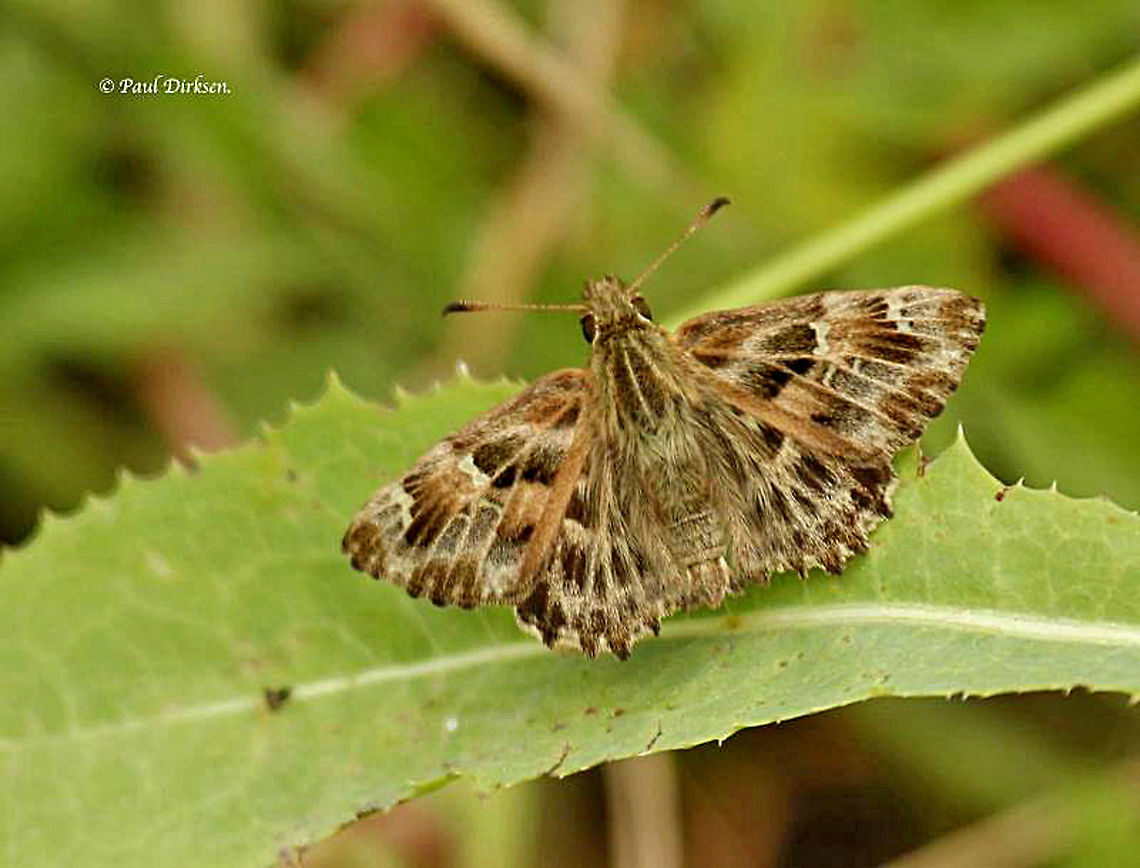 Mallow skipper A very rare butterfly (for the Netherlands) only found in a few locations Carcharodus alceae,Mallow Skipper