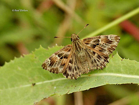Mallow skipper A very rare butterfly (for the Netherlands) only found in a few locations Carcharodus alceae,Mallow Skipper