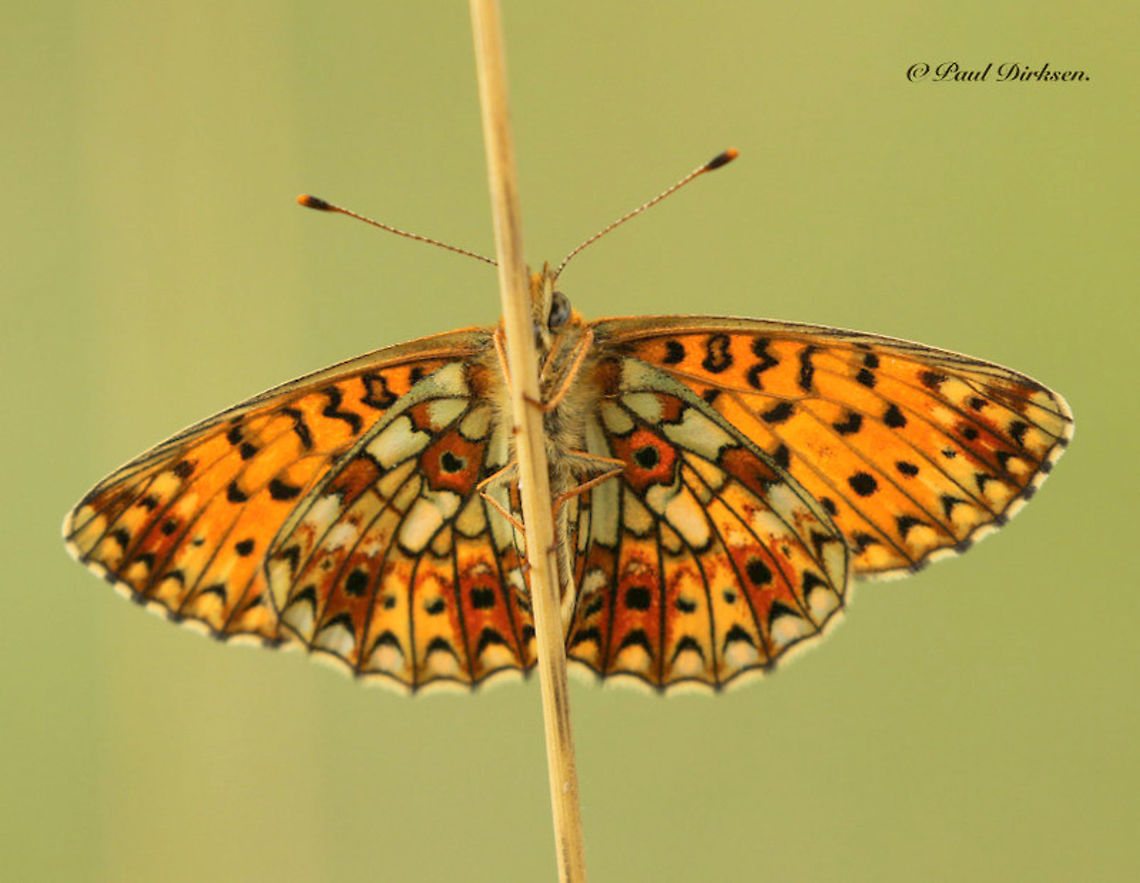 Boloria selene Another rare butterfly, almost extinct is coming back now in small numbers. Geotagged,Greece,Netherlands,Spring