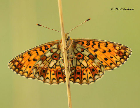Boloria selene Another rare butterfly, almost extinct is coming back now in small numbers. Geotagged,Greece,Netherlands,Spring