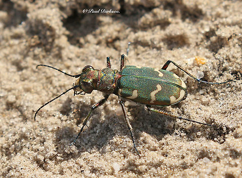 Green tiger beetle You can find them hunting on small insects on sandy roads and pads in and close to forests. Cicindela campestris,Cicindela hybrida,Green Tiger Beetle,Northern dune tiger beetle