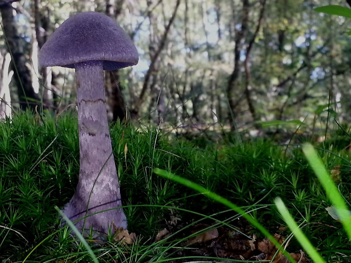 Cortinarius violaceus Found this beauty in a mixt forest, at first 2, a little bit further another 18, this was the most gorgeous one. Cortinarius violaceus,Fall,Geotagged,Netherlands